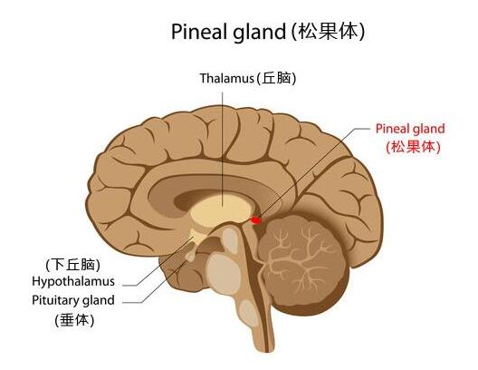 松果体-褪黑素