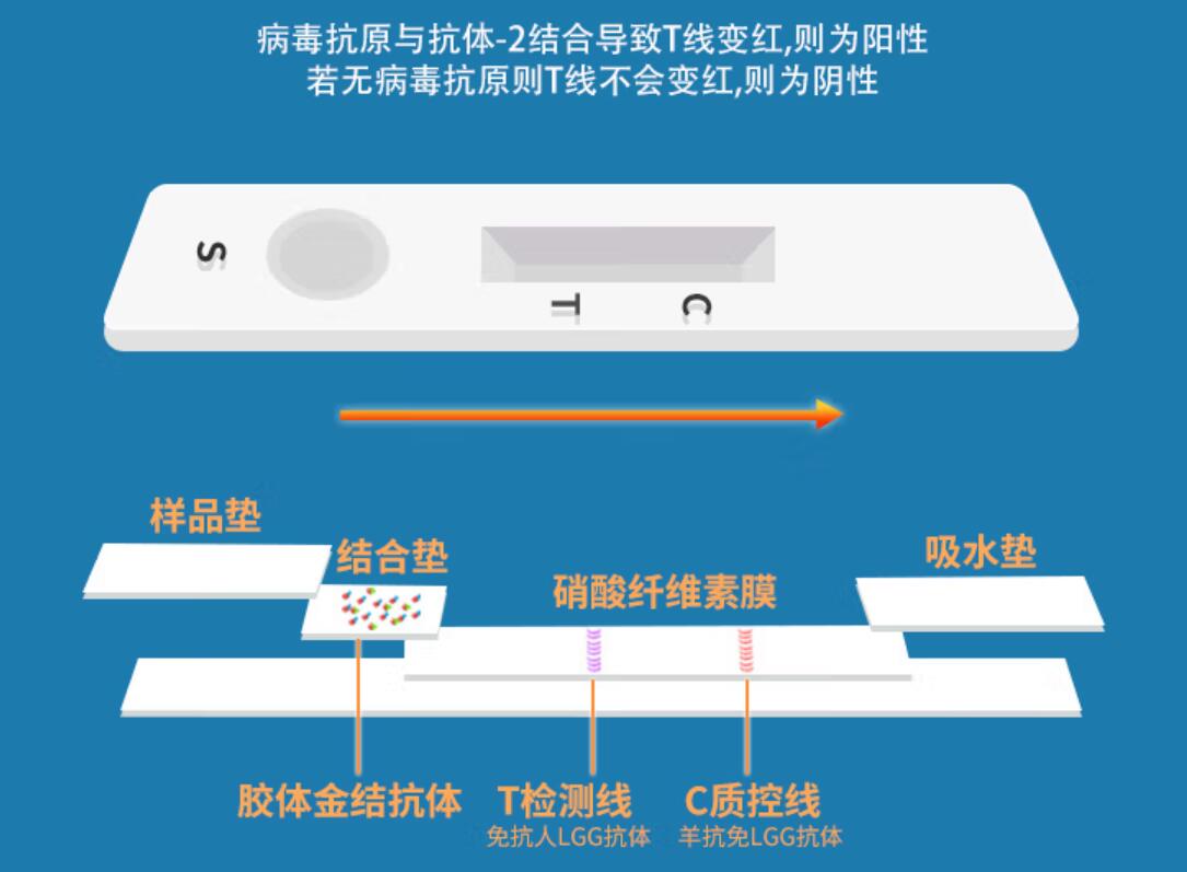 抗原检测测试原理